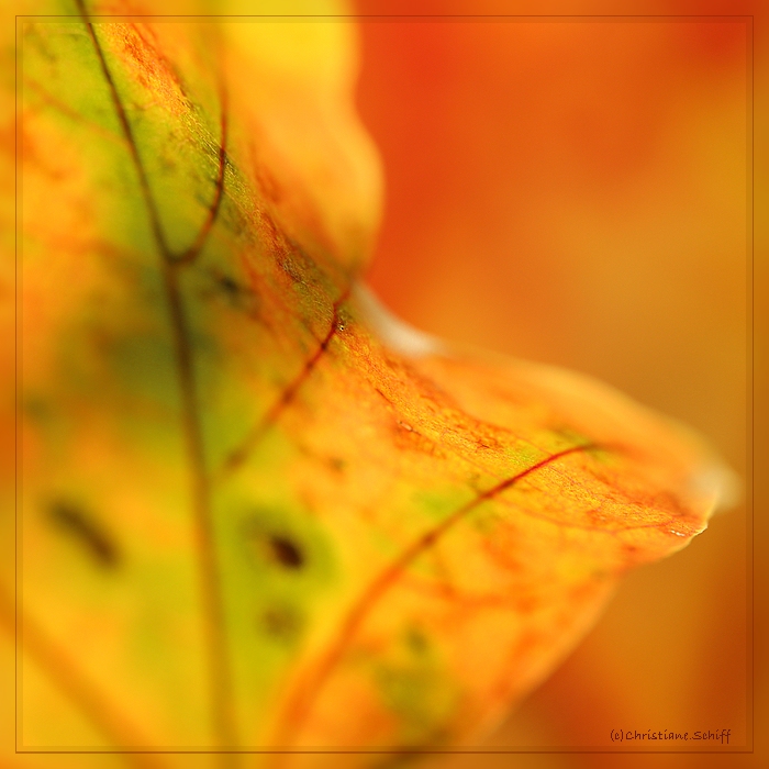 Herbstfarben 1