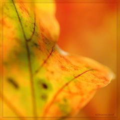 Herbstfarben 1