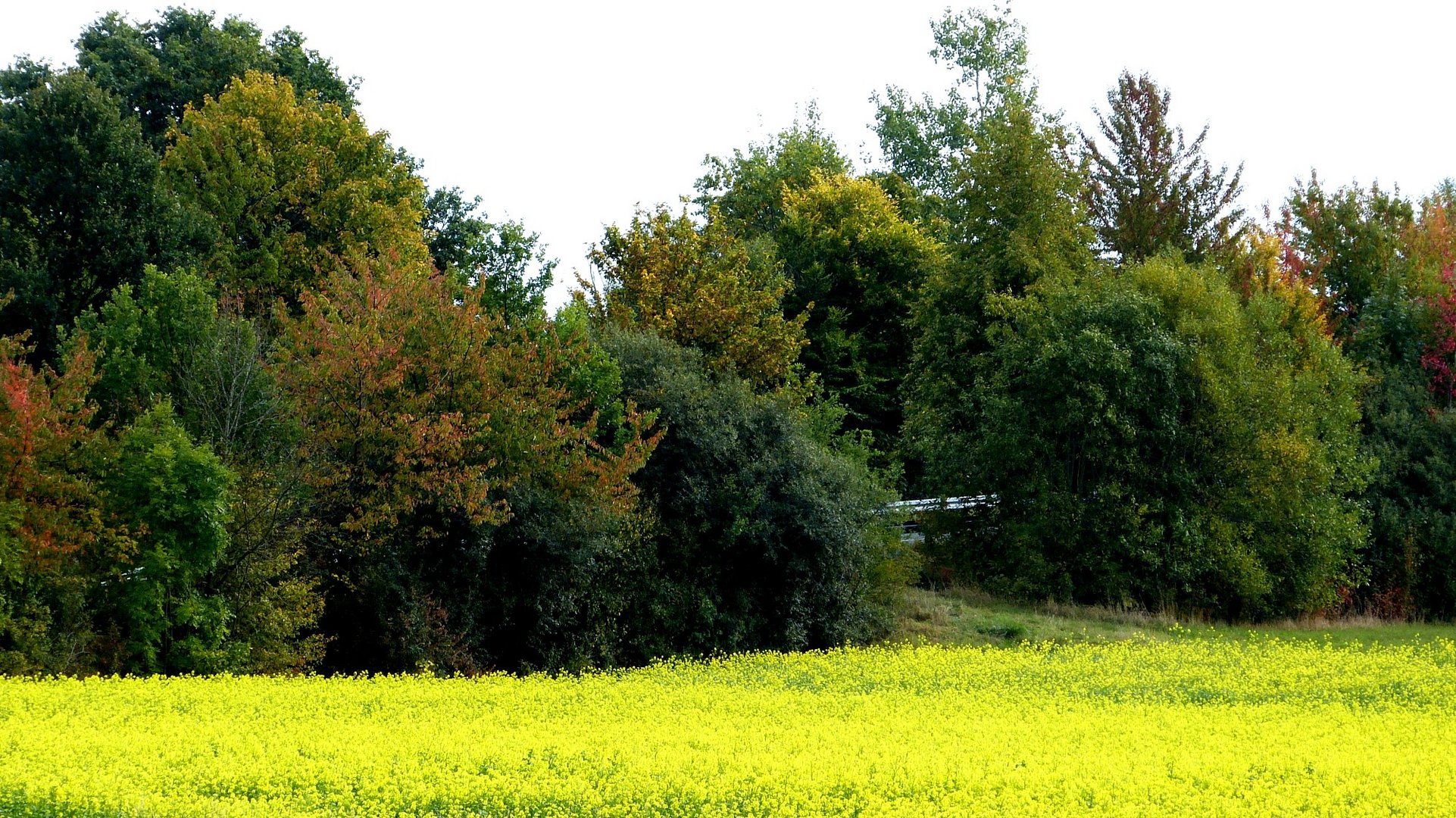 Herbstfarben 1