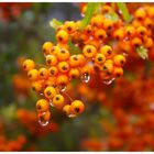 Herbstfarben 1 : Der Sanddorn weint Tränen bei diesem Wetter....