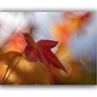 Herbstfarben 10