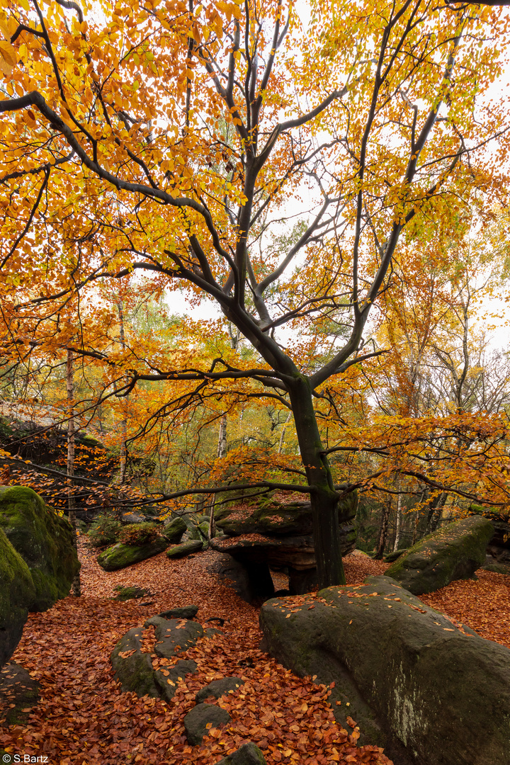 Herbstfarben (10)