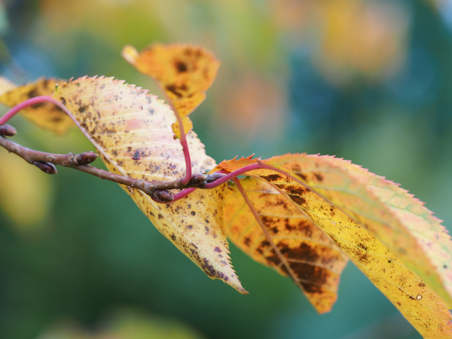 Herbstfarben 