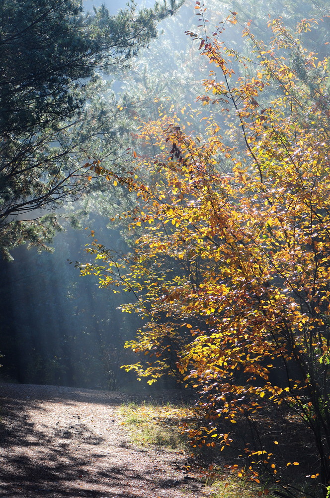 Herbstfarben _10_24.