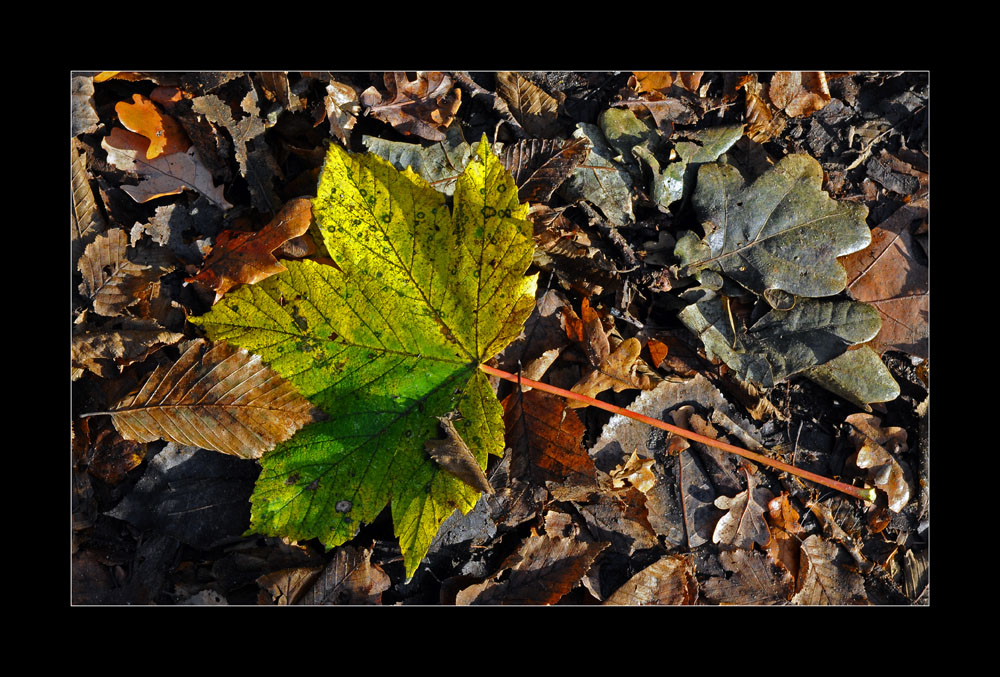 "Herbstfarben"