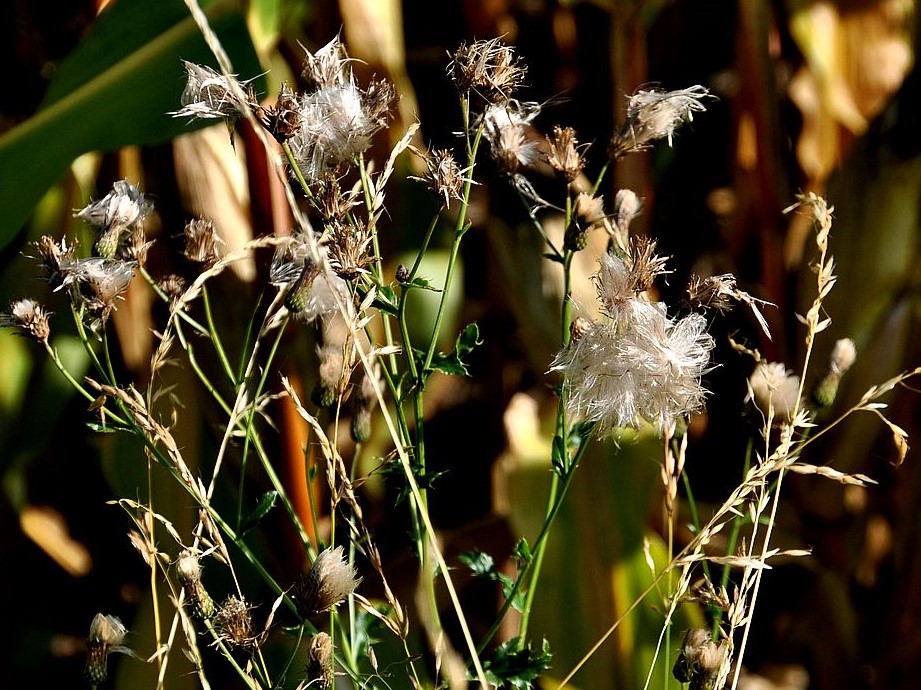 Herbstfarben