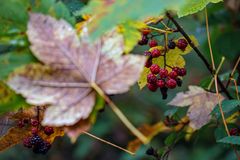 Herbstfarben 