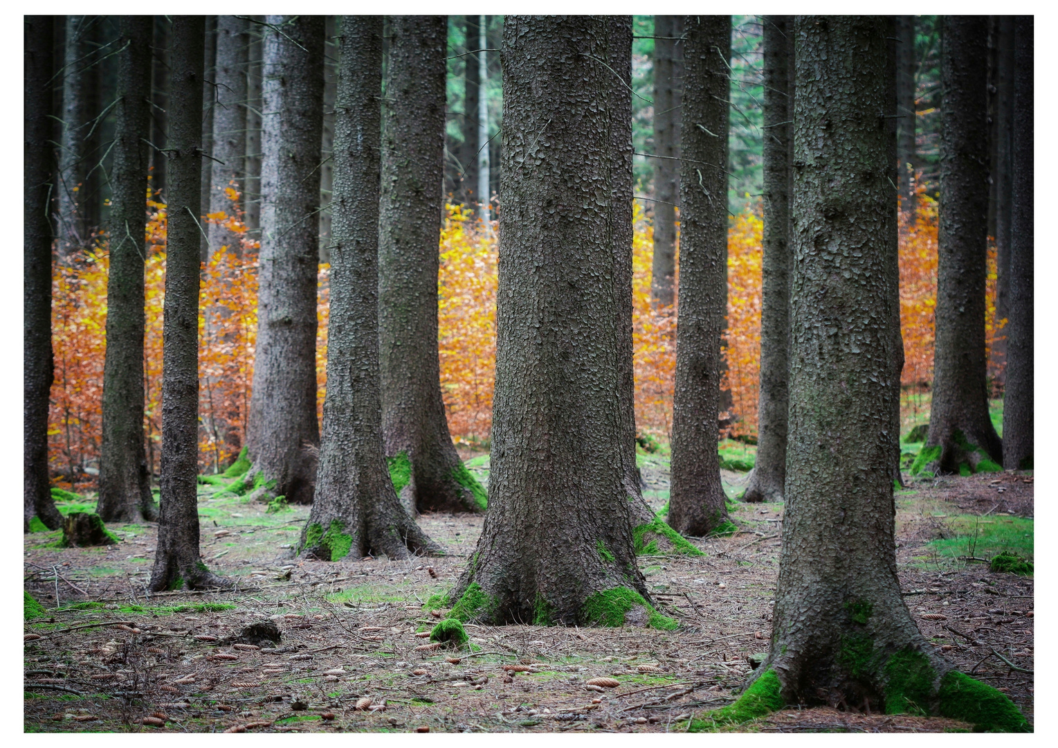 Herbstfarben 