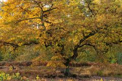 Herbstfarben....