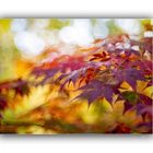 Herbstfarben 12