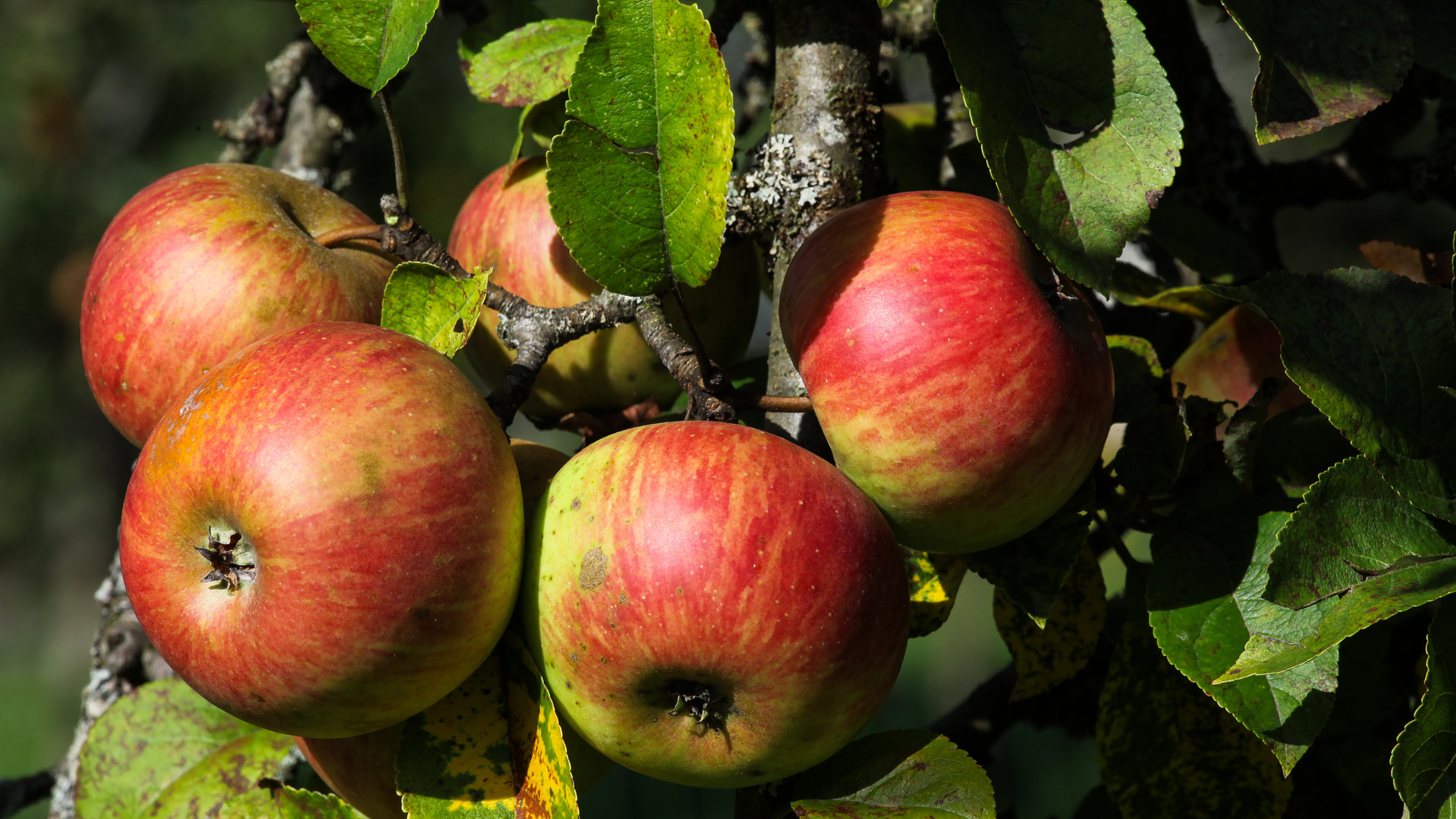 Herbstfarben