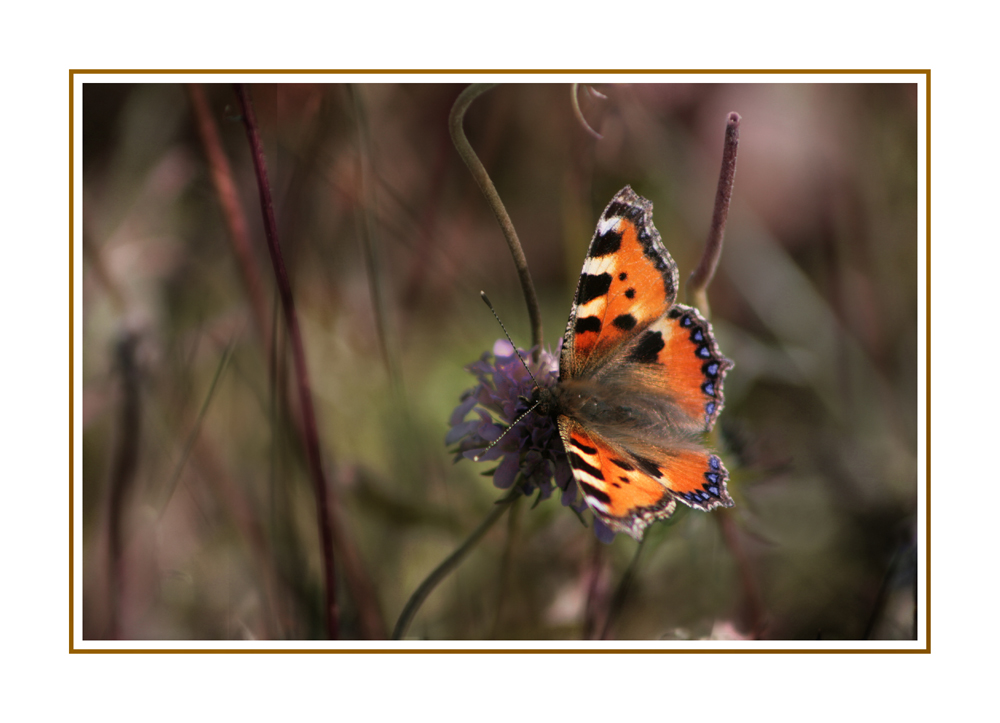 Herbstfarben