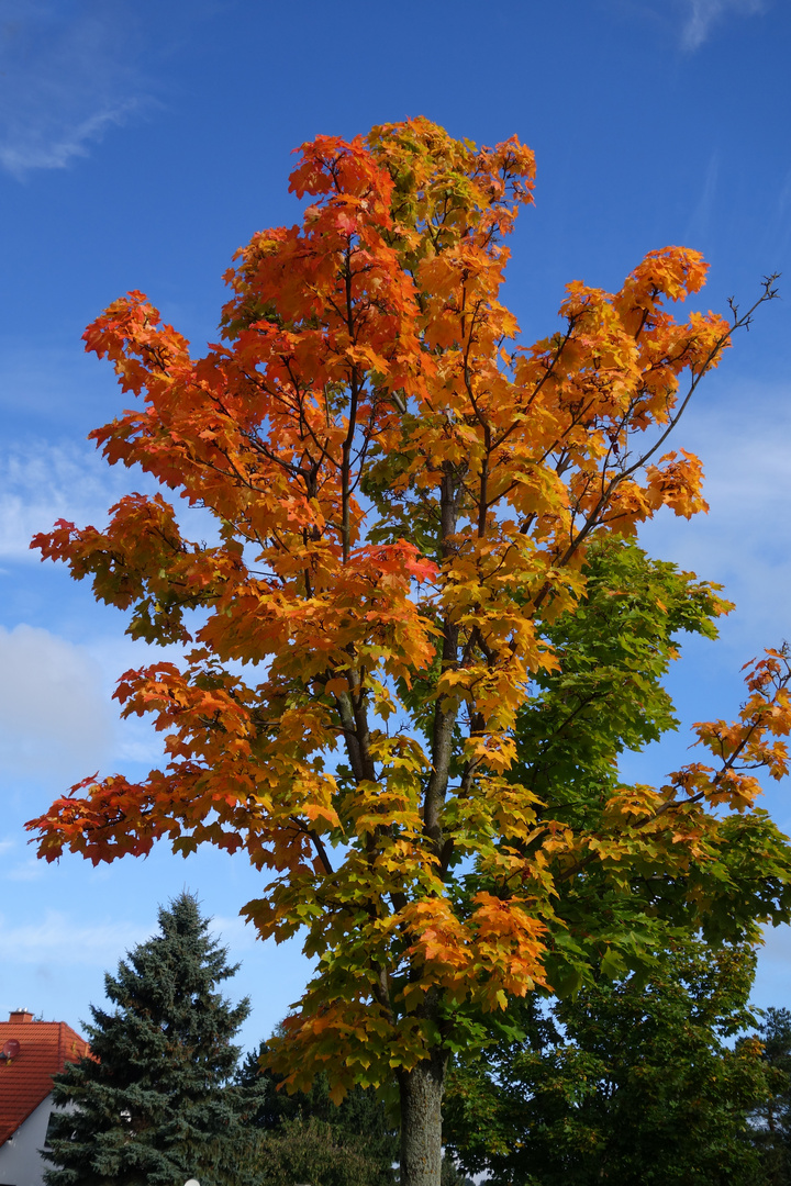 Herbstfarben