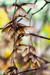 Herbstfarben