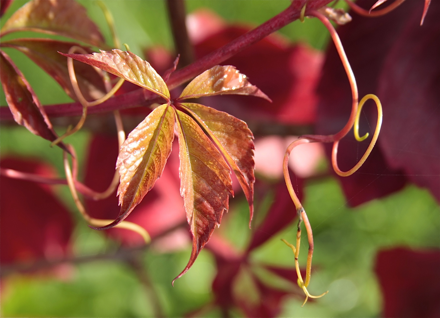 Herbstfarben