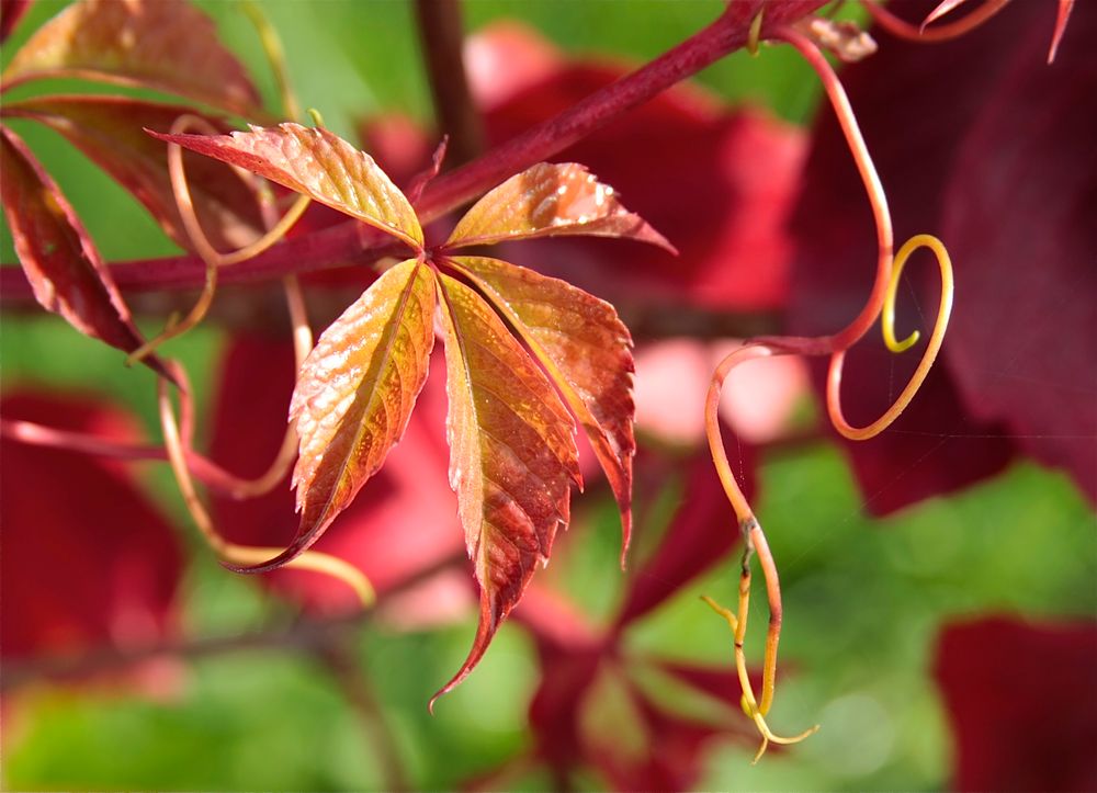 Herbstfarben