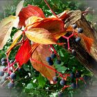 Herbstfarben