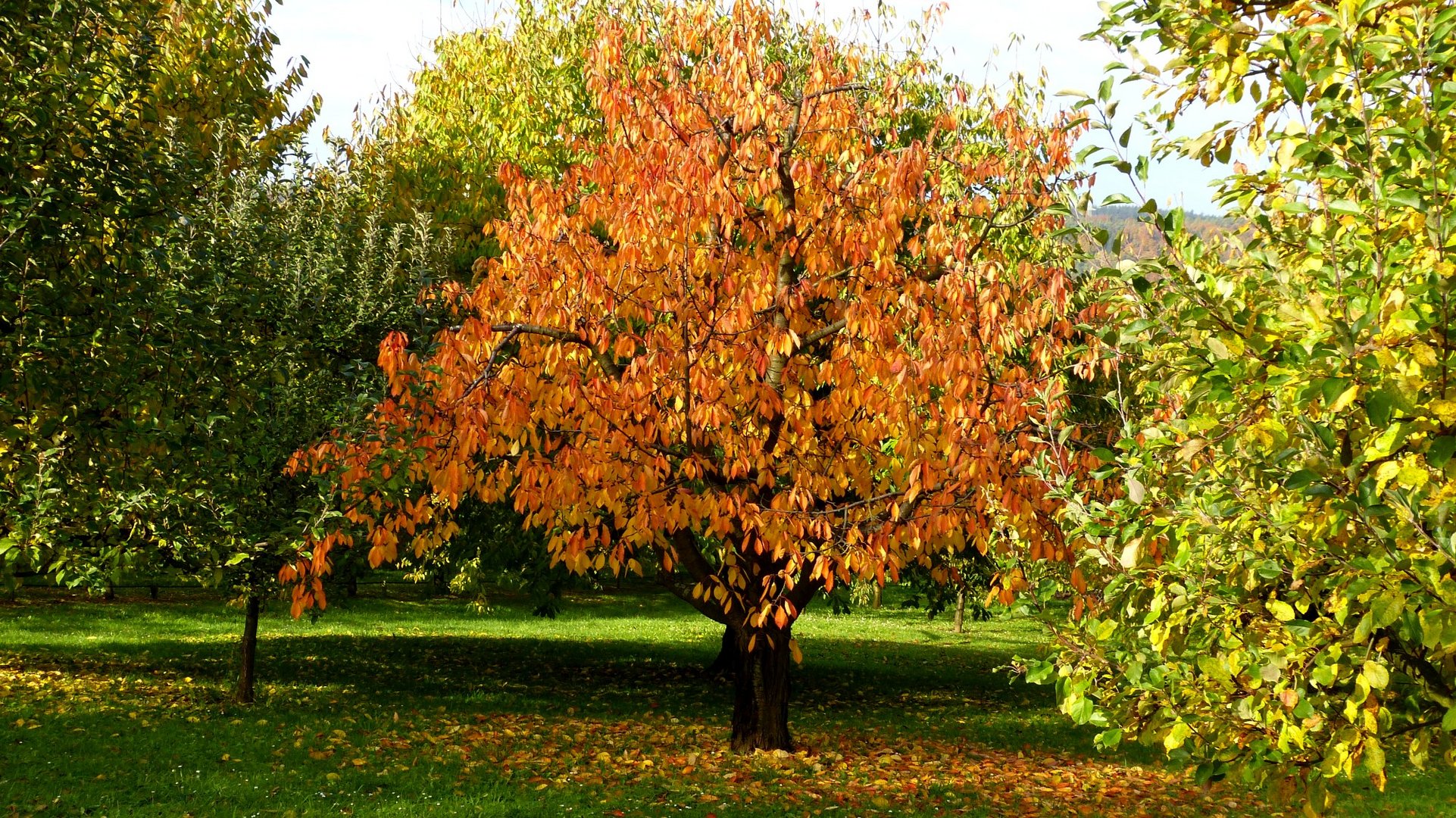 Herbstfarben 14