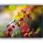 Herbstfarben 14