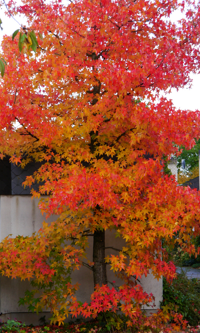 Herbstfarben