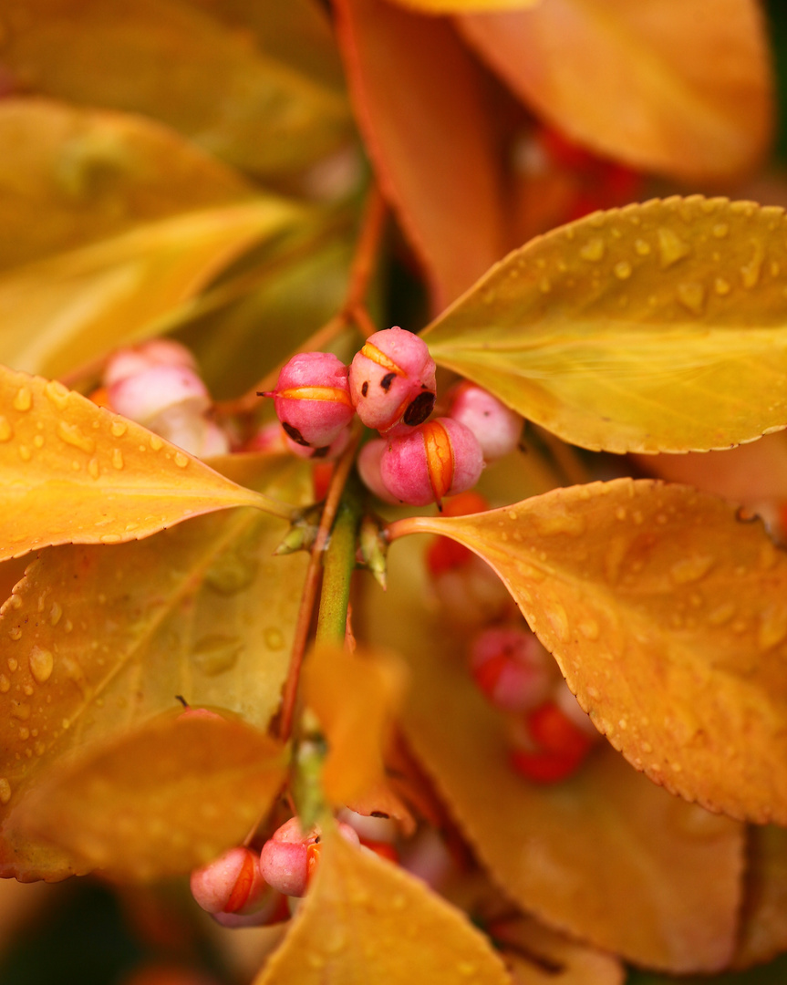 herbstfarben