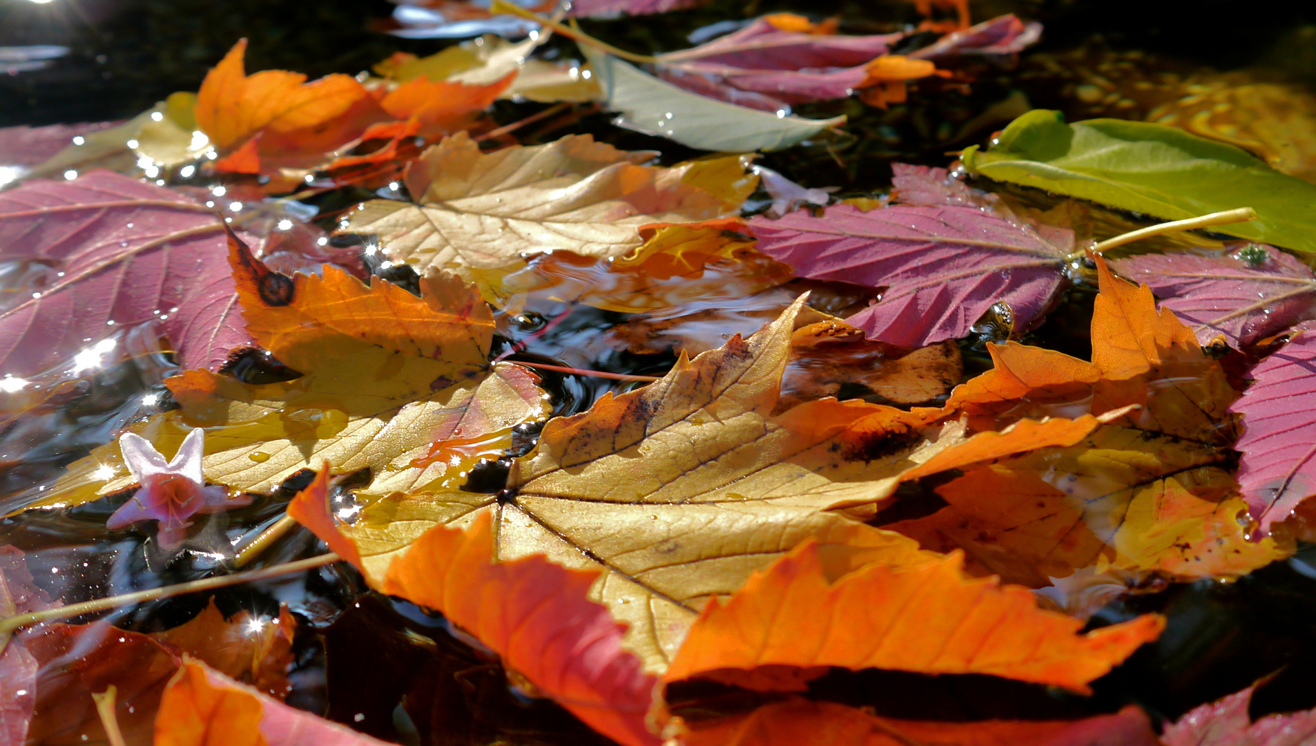 Herbstfarben...