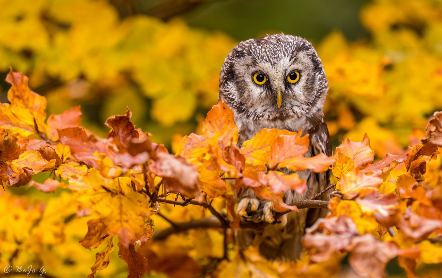 Herbstfarben