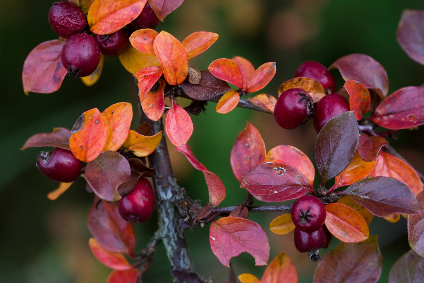 Herbstfarben