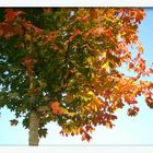 Herbstfarben