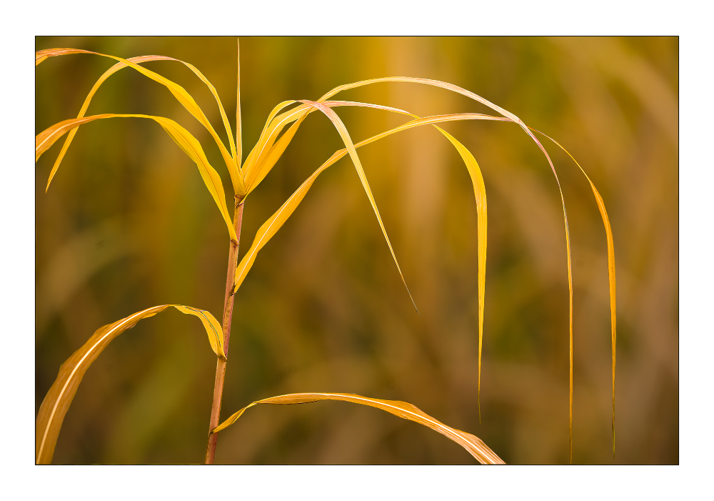 Herbstfarben