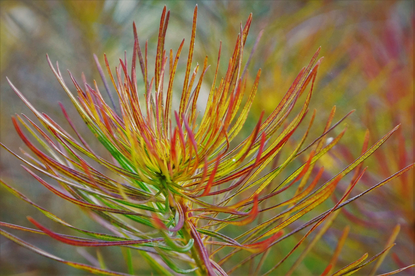 Herbstfarben...