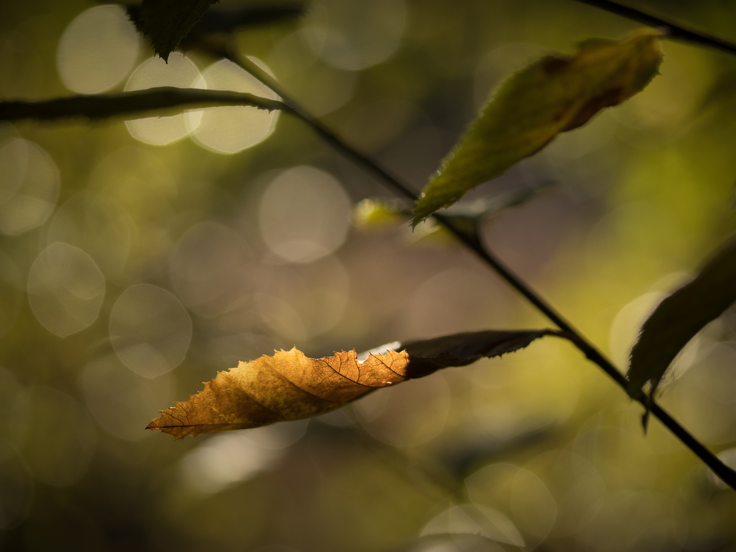 Herbstfarben