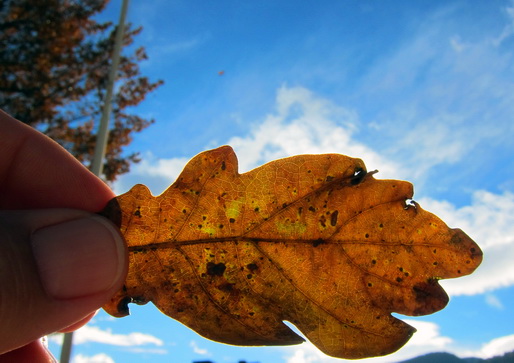 HerbstFarben 16