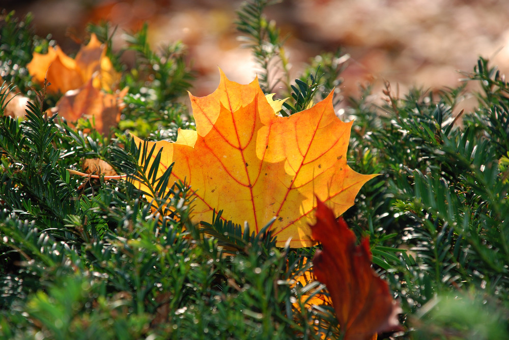 Herbstfarben