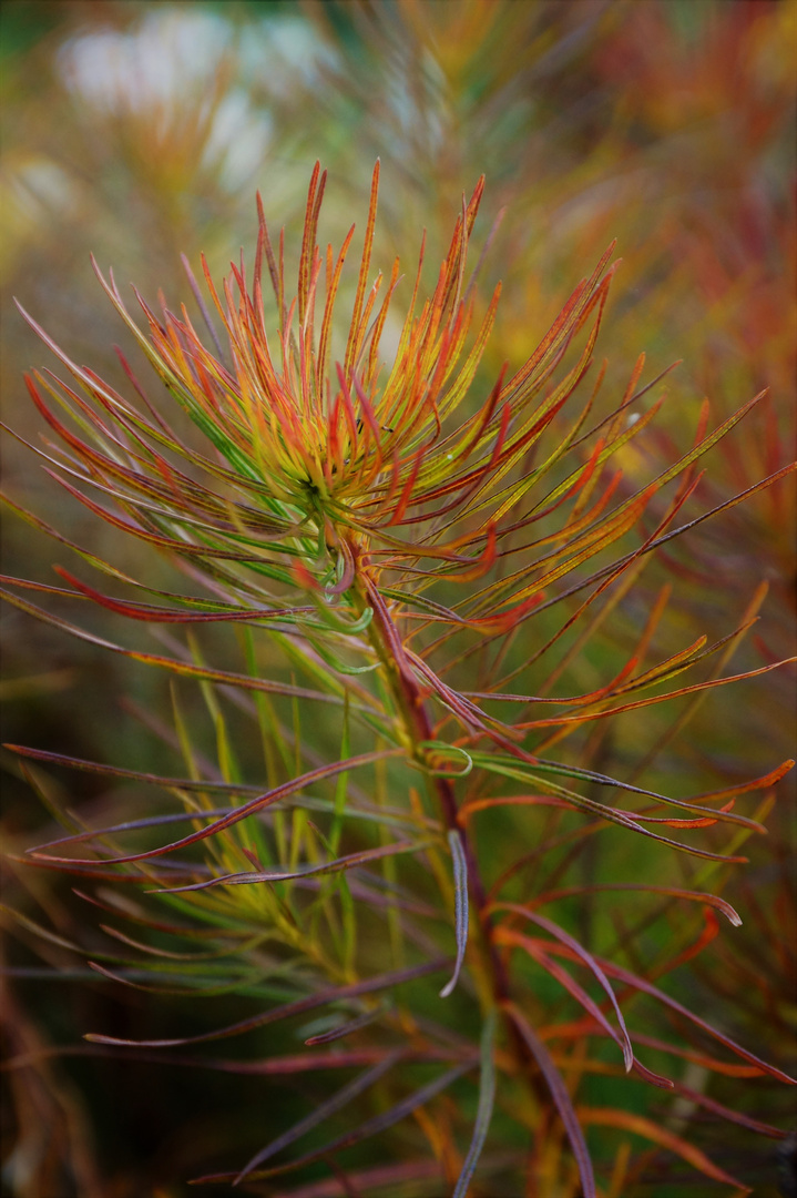 Herbstfarben...