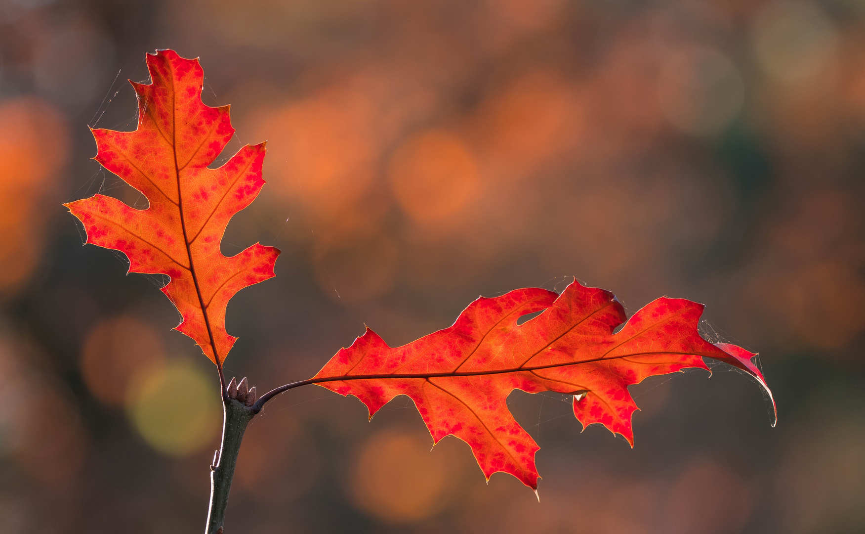 Herbstfarben