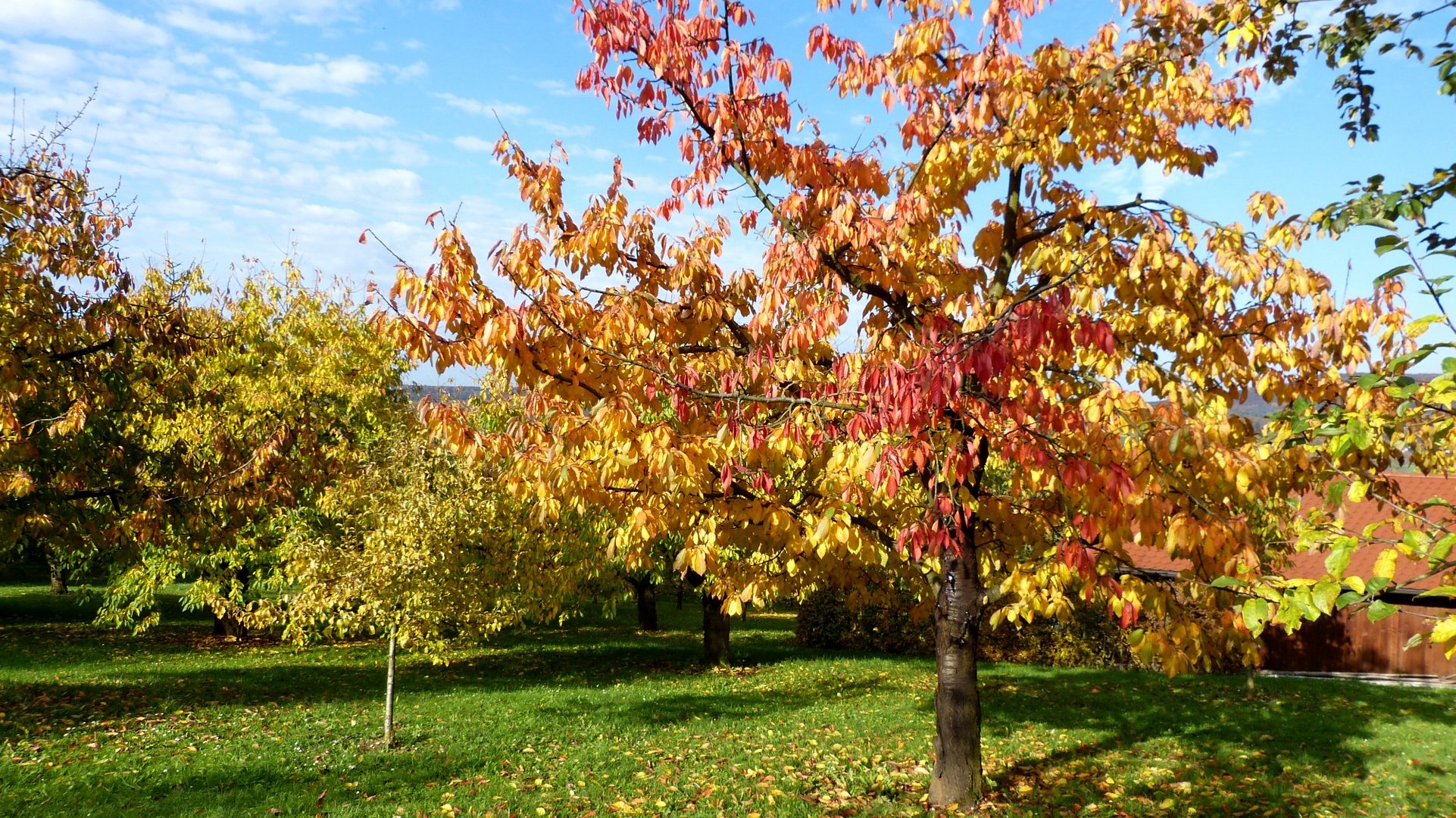 Herbstfarben 18