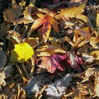 HerbstFarben 18