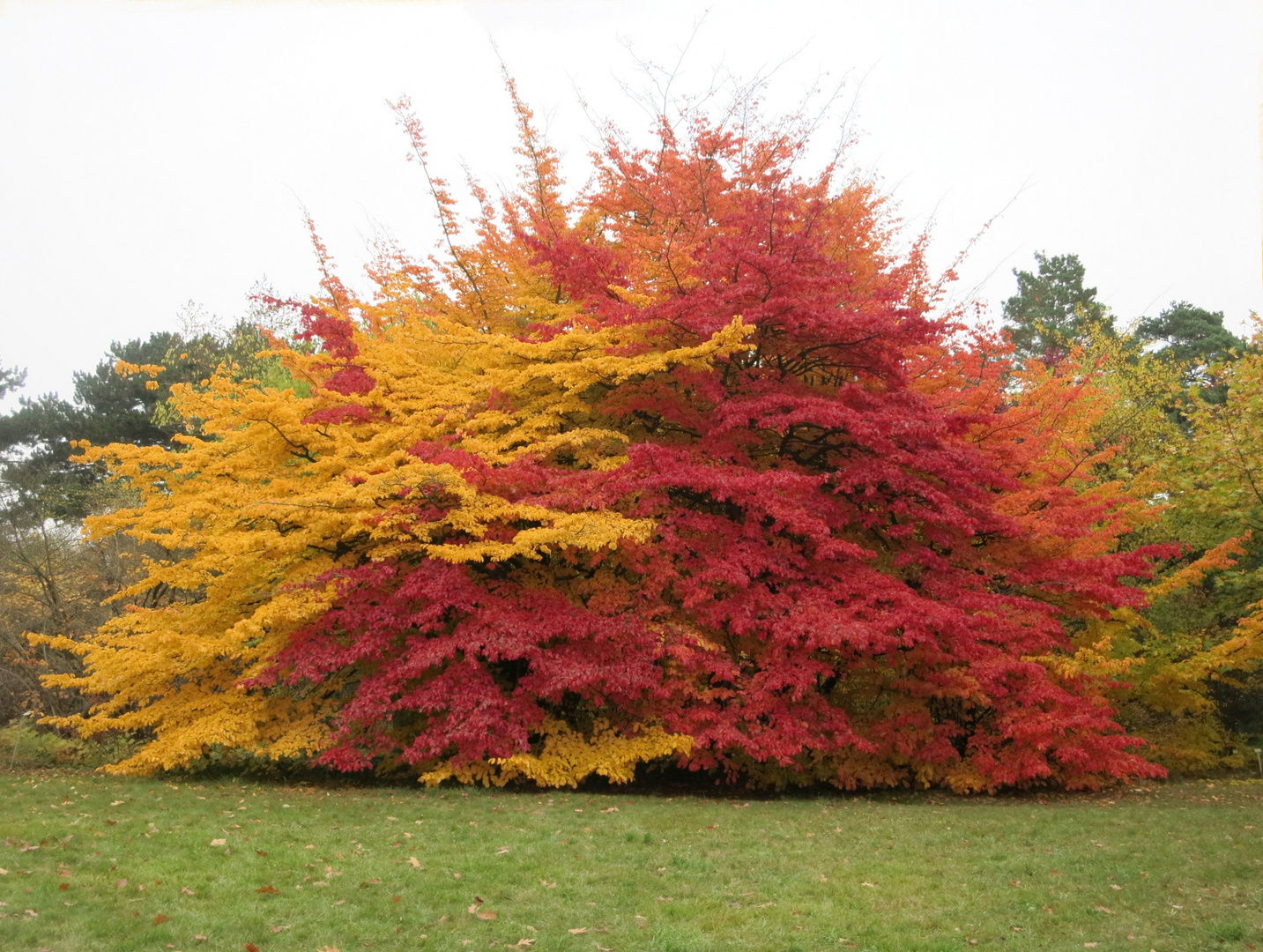 Herbstfarben