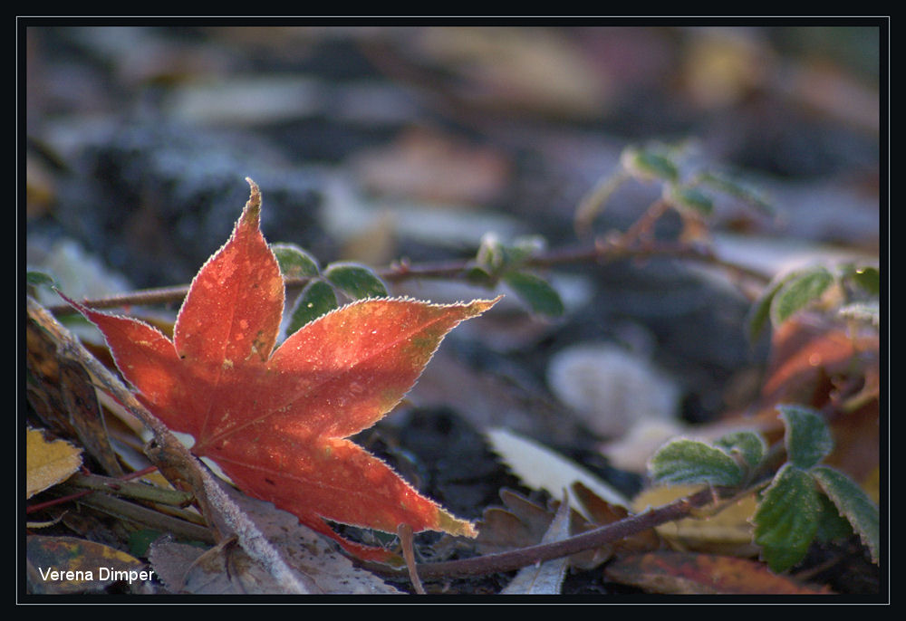 Herbstfarben