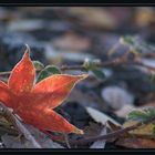 Herbstfarben