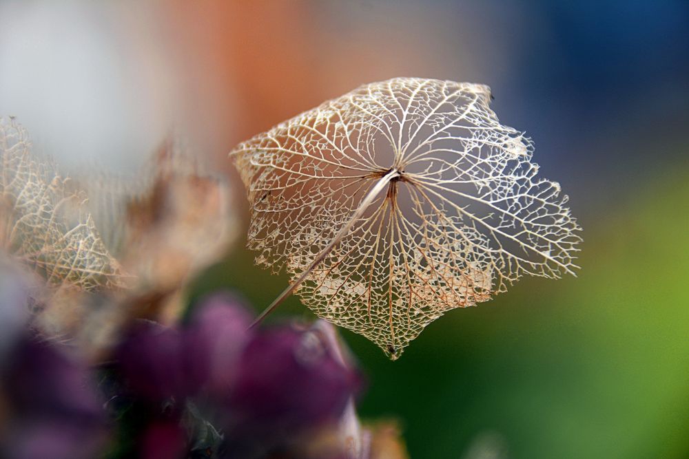 Herbstfarben....