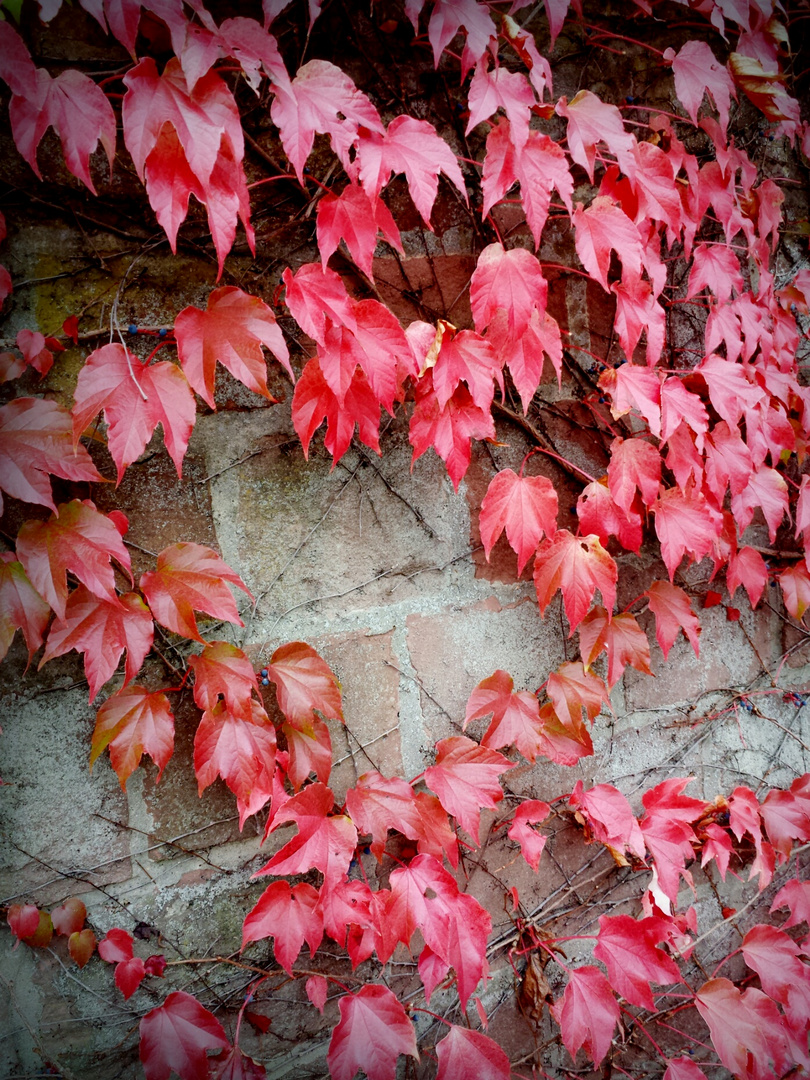 Herbstfarben