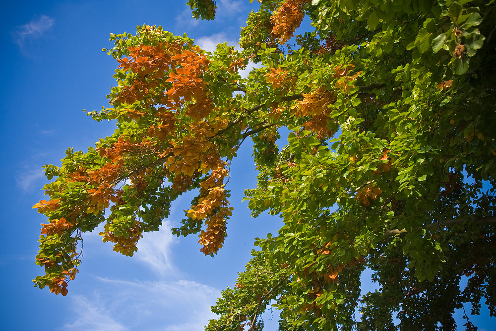 Herbstfarben