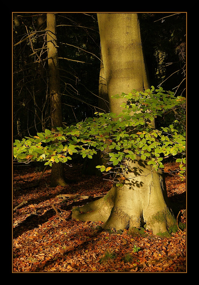 Herbstfarben