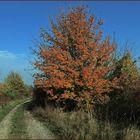 Herbstfarben