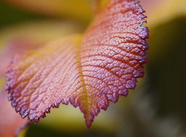 Herbstfarben