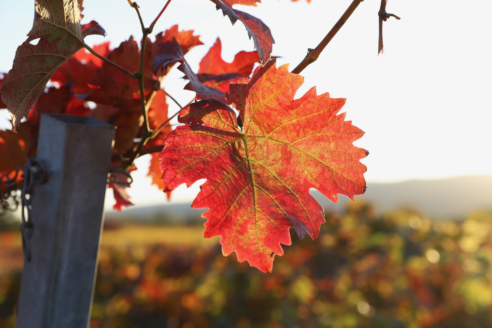 Herbstfarben