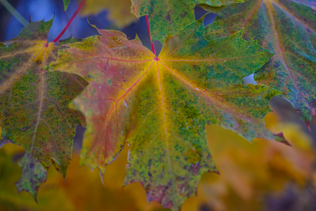 Herbstfarben