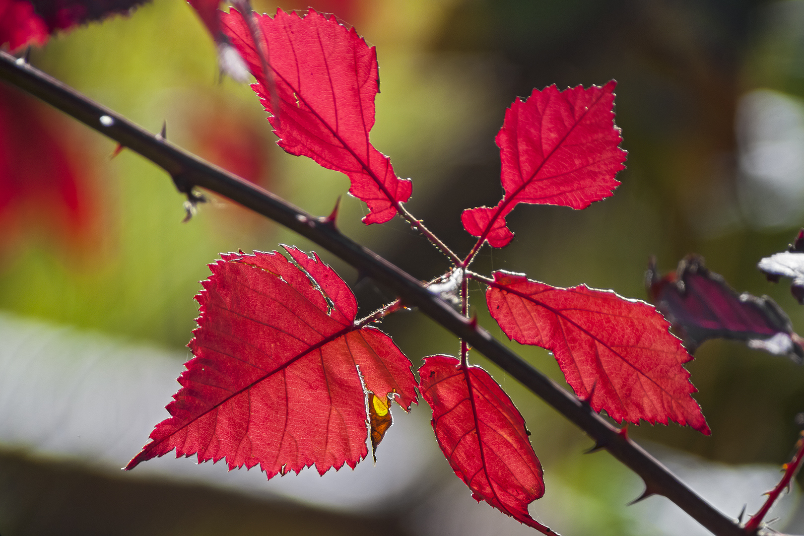 HERBSTFARBEN